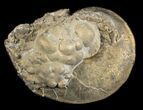 Pyritized Pseudoamaltheus? Ammonite - Germany #70167-1